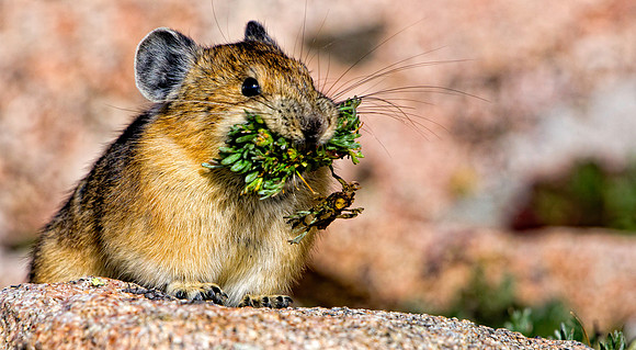 Pika-5527