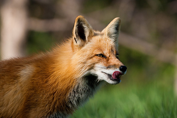 Red Fox-3621