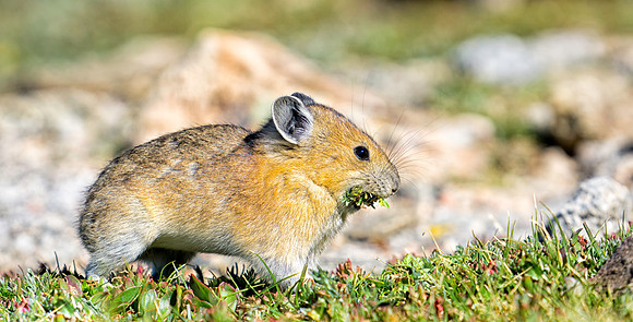 Pika Gathering-0921-2-1