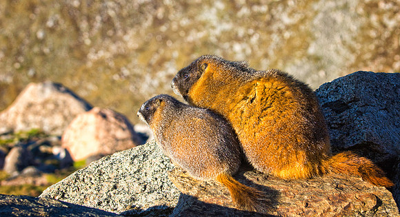 Baby Marmot with Parent-7805-