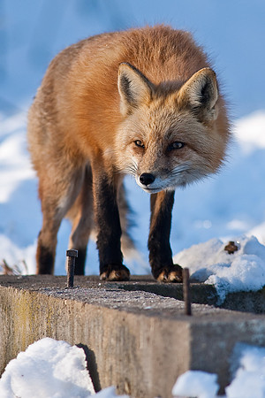 Red Fox-00270