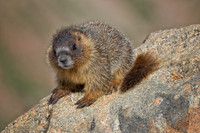 Marmot Baby-0476-1