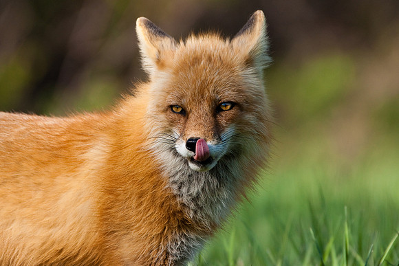 Red Fox-3631