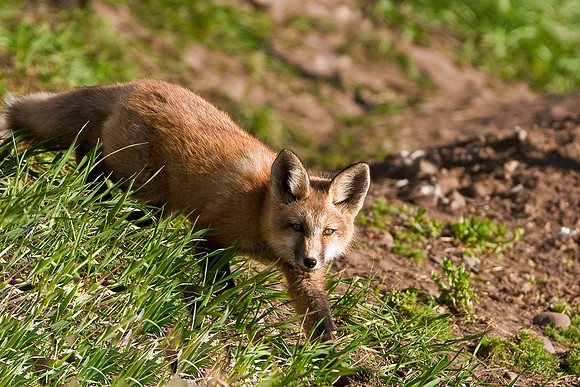 Fox Kit-4986