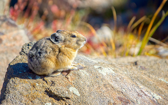 Pika-5765-1