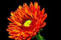 Floral Macro-06218