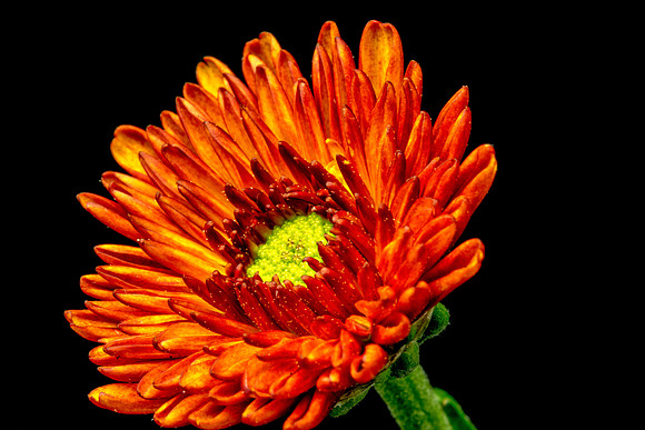 Floral Macro-06218