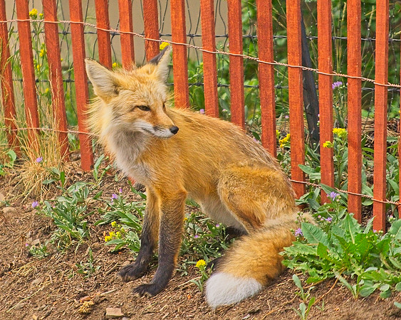 _DSC6260