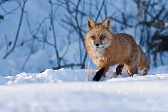 Red Fox-00162