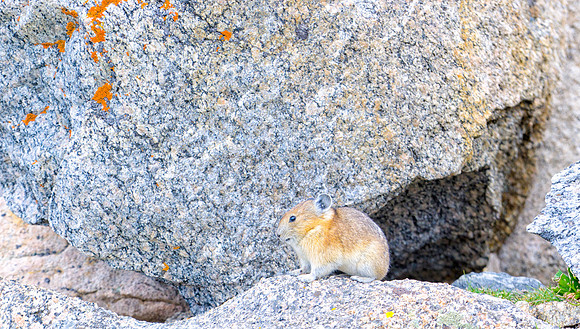 Pika-9833-1