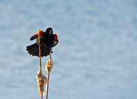 Avian