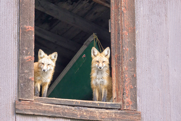 Red Fox-6581-1