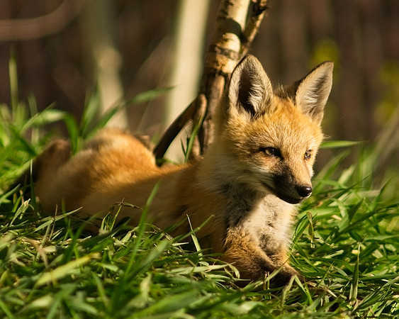Fox Kits-6794_Export
