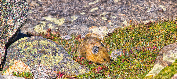 Pika-7557-