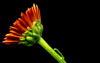Floral Macro-06220