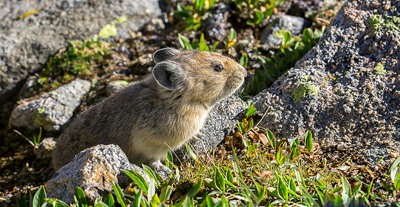 Pika-1042-1