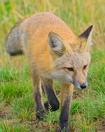 Red Fox-6560