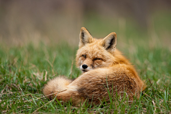 Red Fox-1346