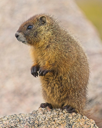 Mt Evans 8-21 (710)