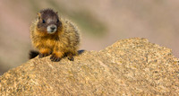 Marmot Baby-4056-1