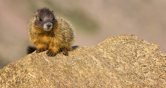 Marmot Baby-4056-1
