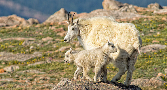 Mountain Goat Twins-1435-