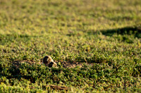 Burrowing Owl Chicks-2946