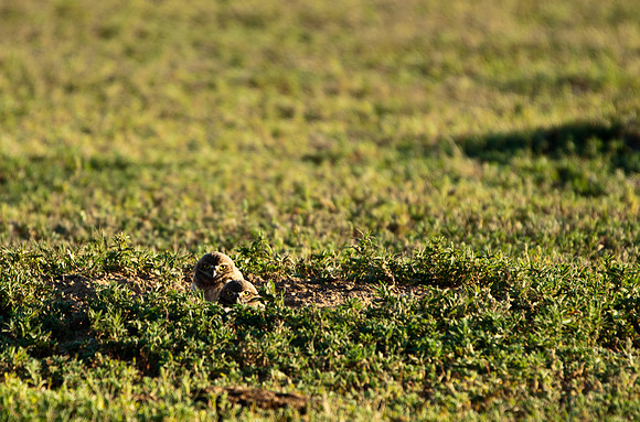 Burrowing Owl Chicks-2946