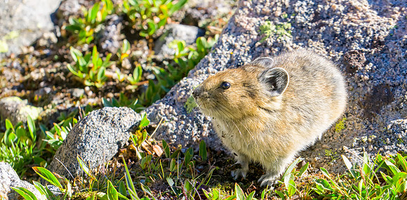 Pika-1070-1