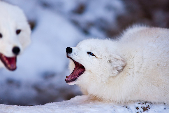 Arctic Fox-9177.jpg