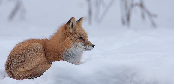 Snow Grumpy-7338