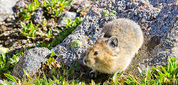 Pika-1097-1