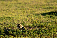 Burrowing Owl Chicks-2931