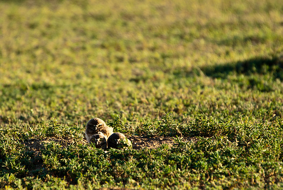 Burrowing Owl Chicks-2931