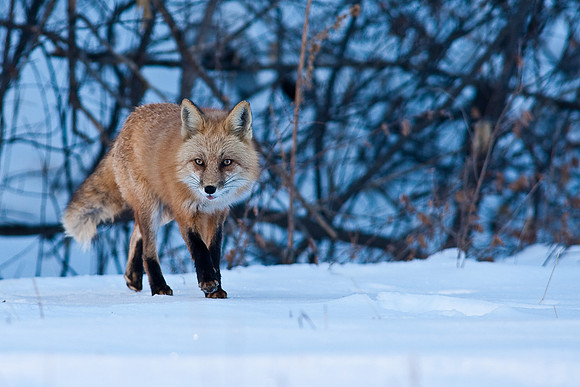 Red Fox-00132