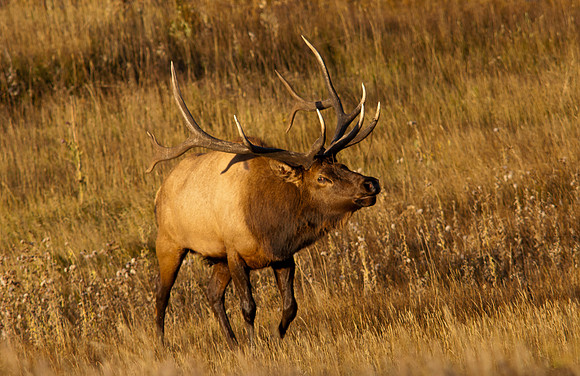 Bull-2770