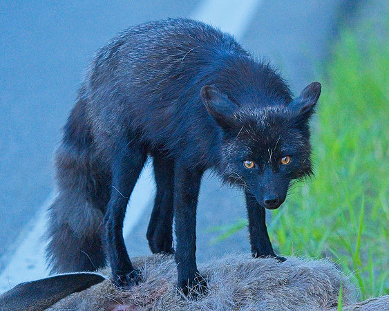 MT EVANS 7-2 (101)