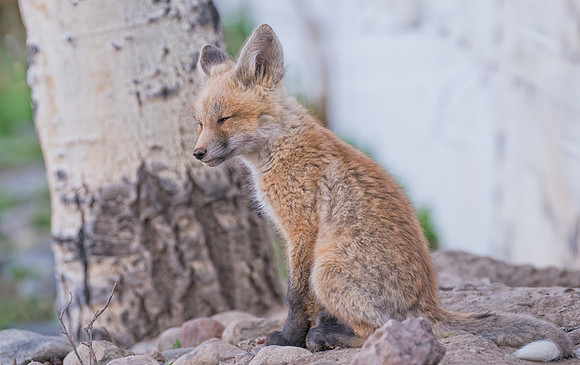 Fox Kit-08014