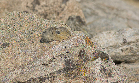 Pika Nap-3429-3429
