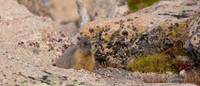 Marmot Baby-4622-2