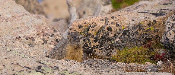 Marmot Baby-4622-2