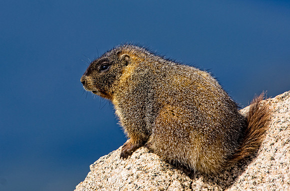Marmot-3076-3076