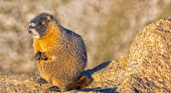Baby Marmot-7668-