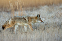 Coyote-5110