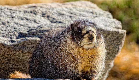 Marmot-2862-3