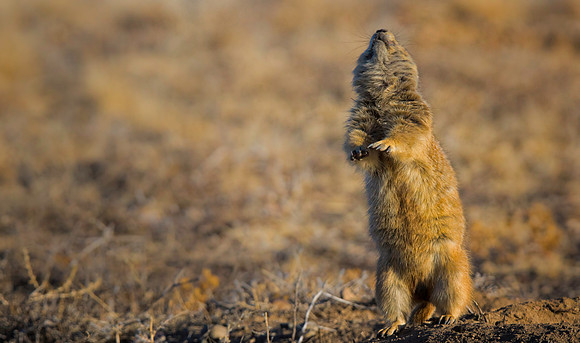 Prairie Dog Dancing-2732-2