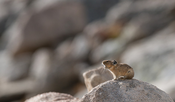 Pika Barking-04232