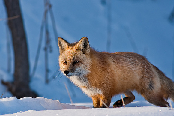 Red Fox-00172