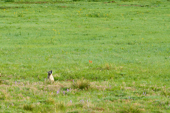 Coyote Pups-8692