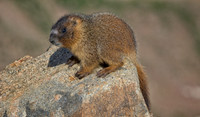 Marmot Baby-0446-1